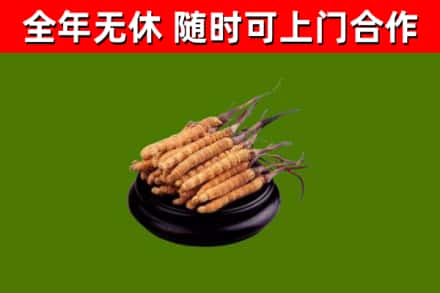 绛市烟酒回收冬虫夏草.jpg